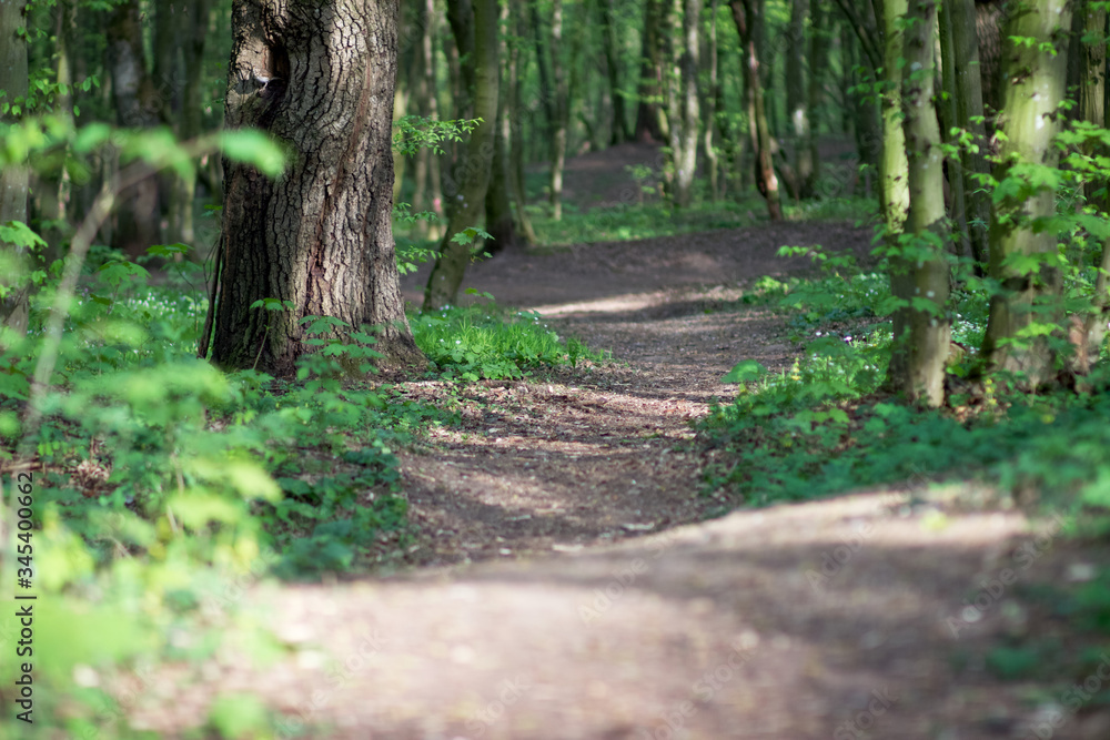 Path deep into the forest Path deep into the forest