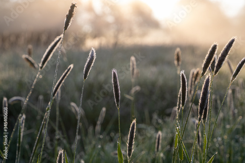 Some blooming grass plants in a meadow in autum on a cold morning with the warm orange light of the rising sun 