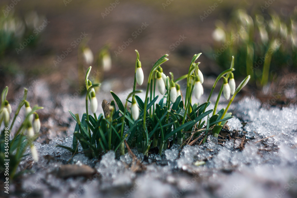 Awakened snowdrops meet spring breaking through the snow on the lawn in the park. Freshly fresh flowers against a snow cover, but already green and peppy. Nature conquered winter Awakened snowdrops meet spring breaking through the snow on the lawn in the park. Freshly fresh flowers against a snow cover, but already green and peppy. Nature conquered winter