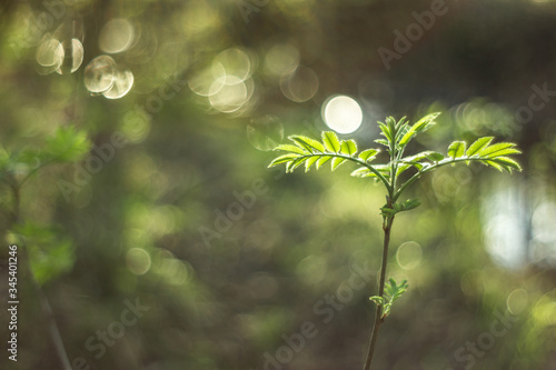 Small leaves of a bush on a natural background with bokeh blur by the lens in manual mode. Sun glare as a background for postcards and whether articles about nature
