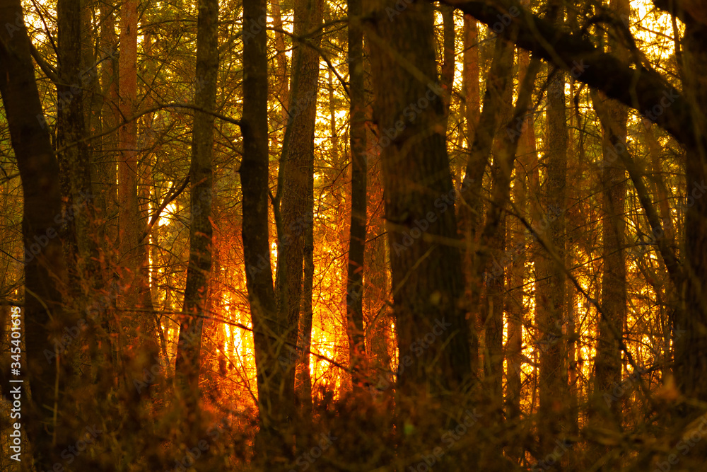 Evening sunset in a pine forest. Pastel image. Stylized antique Evening sunset in a pine forest. Pastel image. Stylized antique