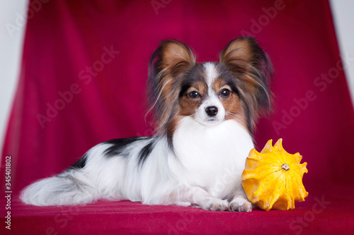 Dog papillon on a red background with a yellow pumpkin