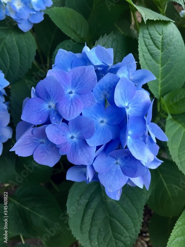 blue hydrangea flower