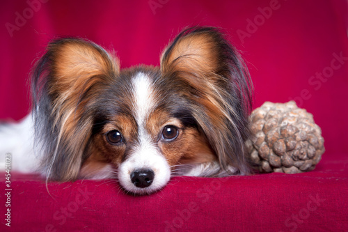 Dog papillon on a red background with a pine cone