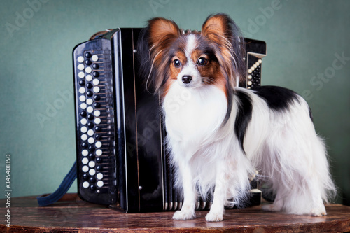 Papillon dog stands on the table next to the button accordion