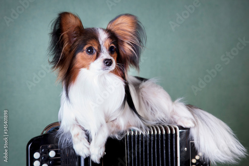 Papillon dog lies on a button accordion on a green background