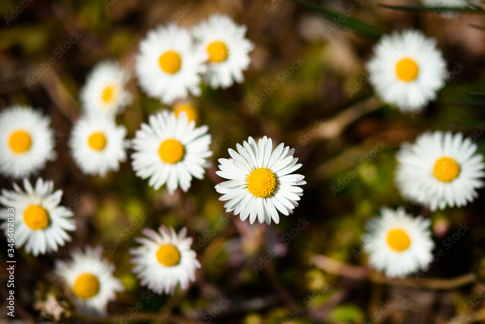 daisies in a field daisies in a field