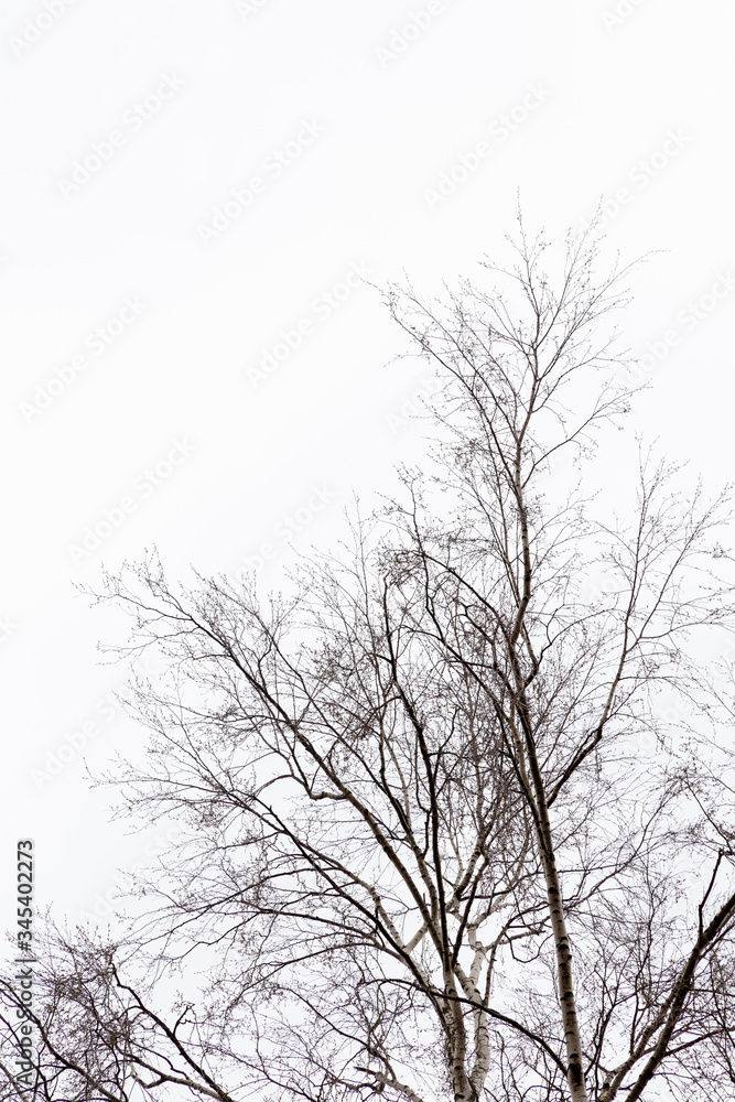 Silhouette of leafless trees and branches, isolated on white background.