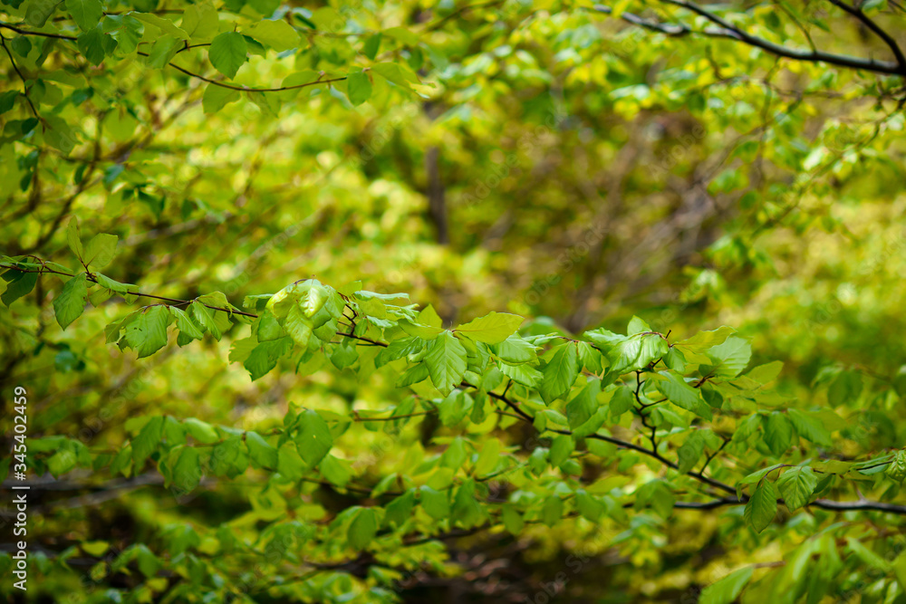 Springtime, new and fresh green leaves of beech trees Springtime, new and fresh green leaves of beech trees