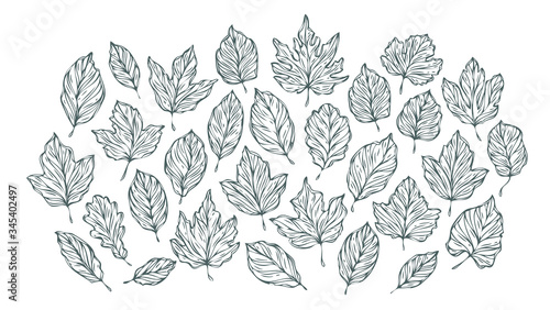 Fototapeta Naklejka Na Ścianę i Meble -  Decorative leaves sketch. Hand drawn vector illustration