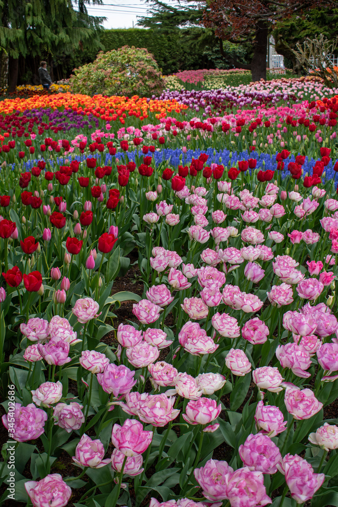 garden with tulips