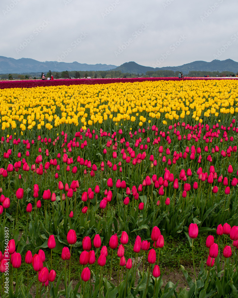 field of tulips in front of mountains