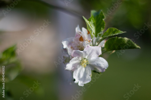 Apfelbaum Blüte Detailaufnahme niemand