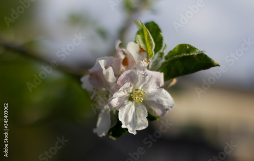 Blüte eines Apfelbaumes in Nahaufnahme