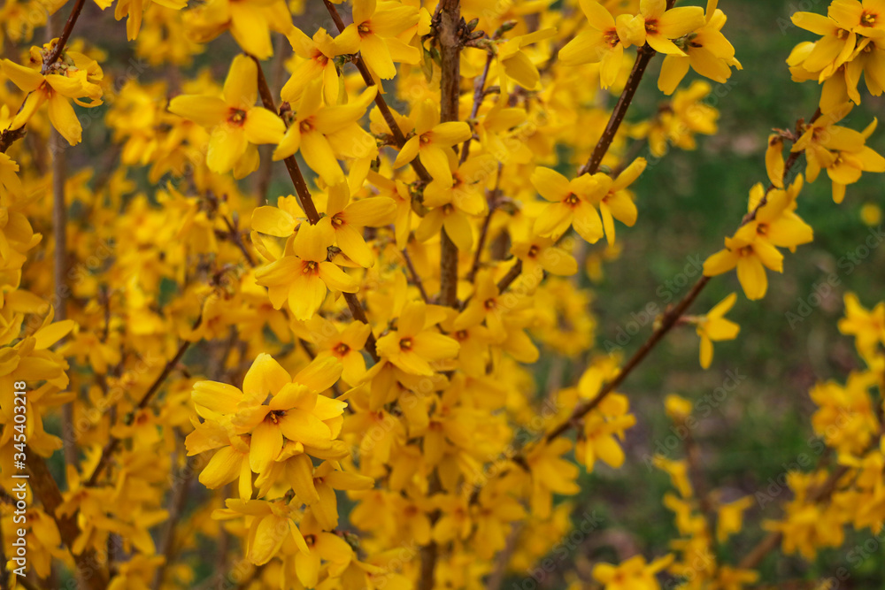 Yellow forsythia, blooming in April. Spring. Easter tree. Yellow forsythia, blooming in April. Spring. Easter tree.
