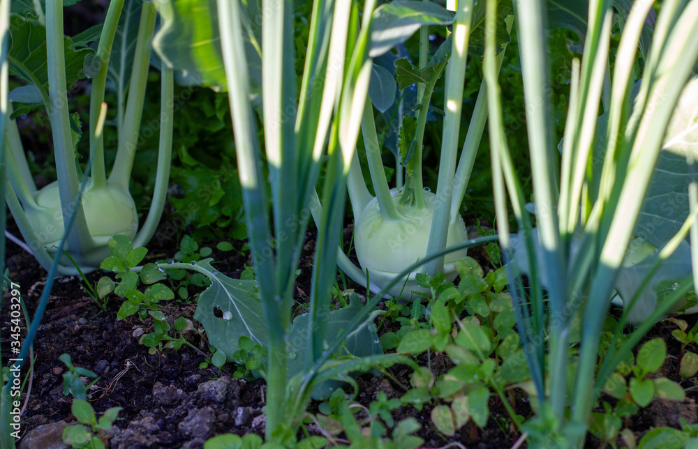 Fototapeta premium junge Kohlrabi im Frühbeet Gemüse