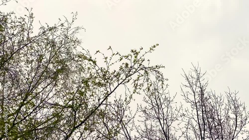 Wallpaper Mural fresh foliage on tree branches Torontodigital.ca