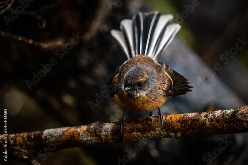 New Zealand fantail
