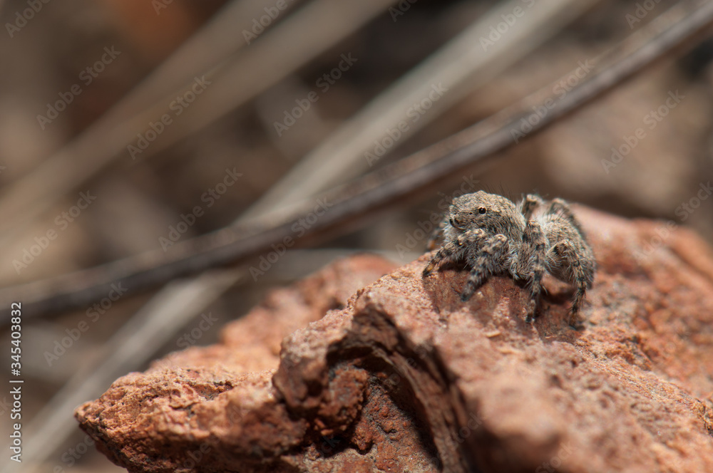 Female jumping spider (Aelurillus lucasi). Las Brujas Mountain. Integral Natural Reserve of Inagua. Tejeda. Gran Canaria. Canary Islands. Spain. Female jumping spider (Aelurillus lucasi). Las Brujas Mountain. Integral Natural Reserve of Inagua. Tejeda. Gran Canaria. Canary Islands. Spain.