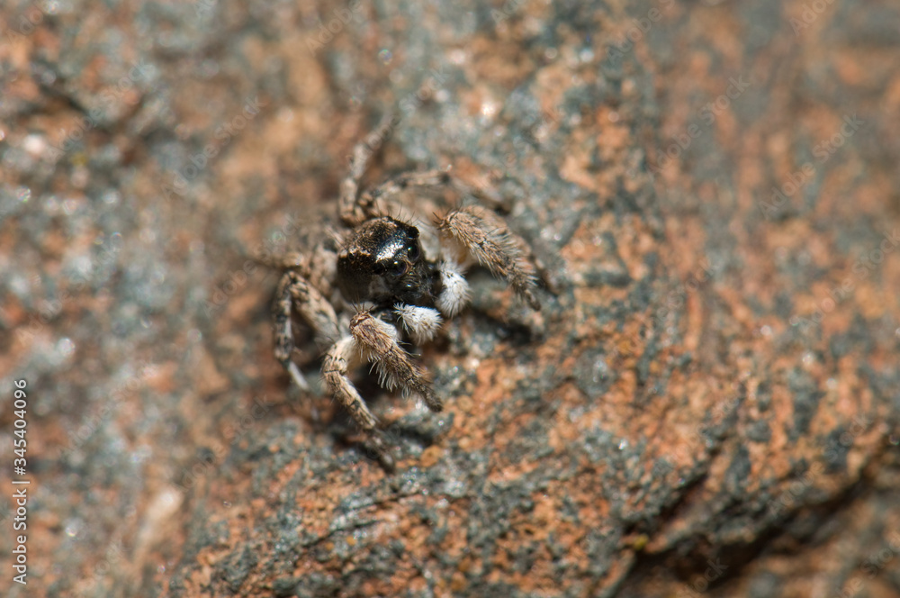Male Jumping spider (Aelurillus lucasi). Las Brujas Mountain. Integral Natural Reserve of Inagua. Tejeda. Gran Canaria. Canary Islands. Spain. Male Jumping spider (Aelurillus lucasi). Las Brujas Mountain. Integral Natural Reserve of Inagua. Tejeda. Gran Canaria. Canary Islands. Spain.