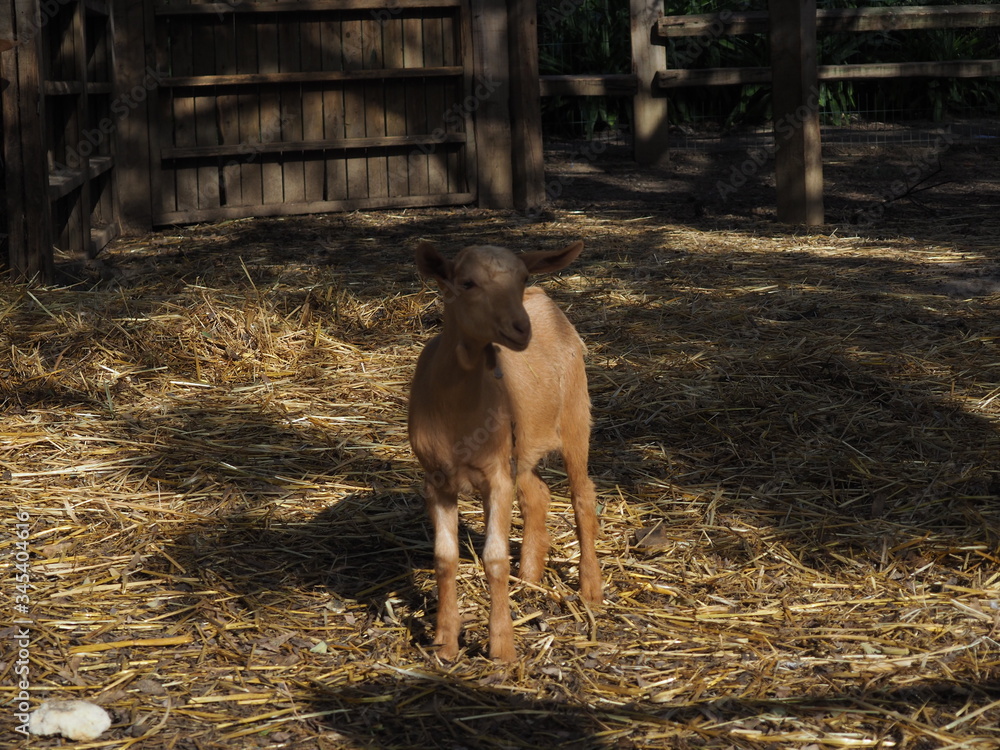 Fototapeta premium cabra marron pequeña en un corral