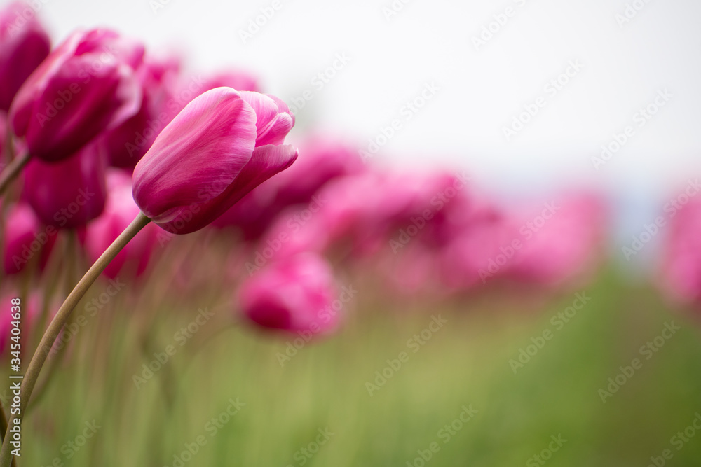 pink tulips in spring