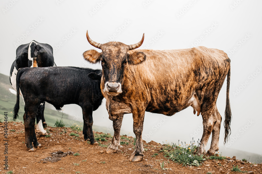 wild cows walking near a farm in the village