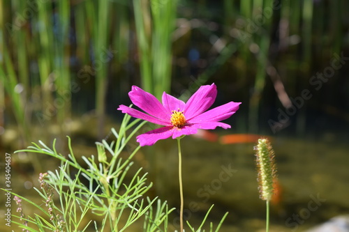 Samotny fioletowy kwiat na rozmazanym tle