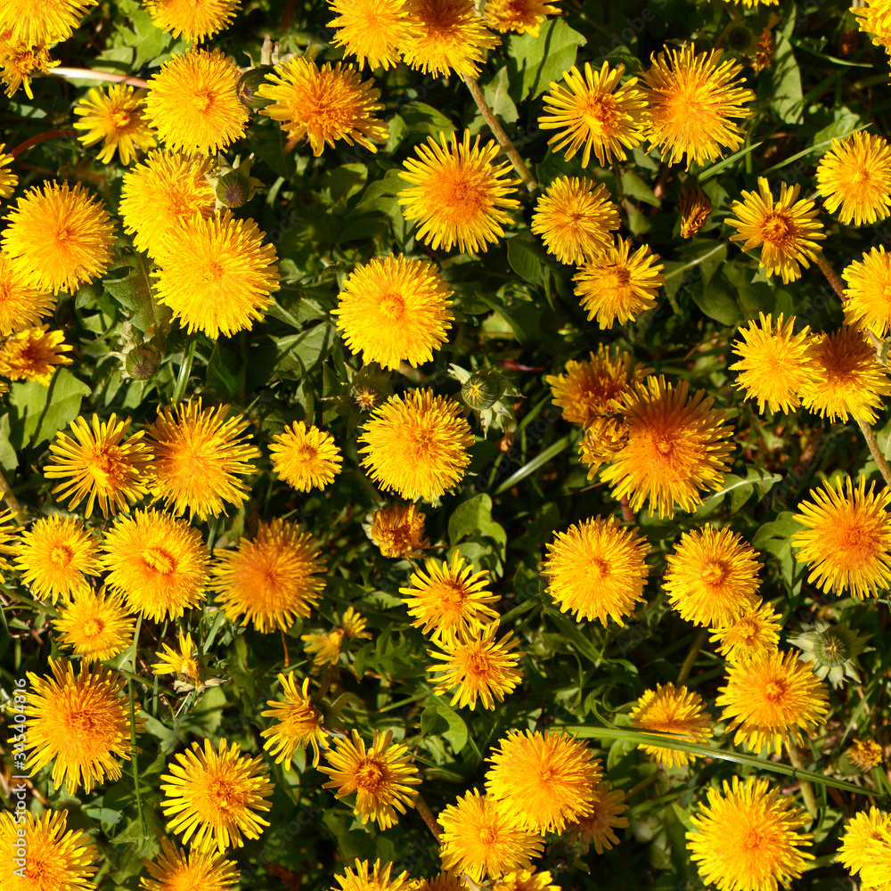 Seamless texture of meadow with dandelions.Minsk. Belarus. Seamless texture of meadow with dandelions.Minsk. Belarus.