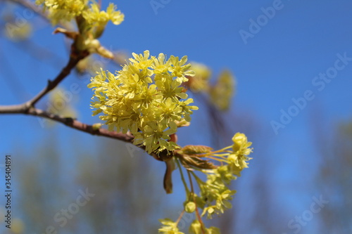 budding buds and flowers on the branches of a Linden tree against the blue sky