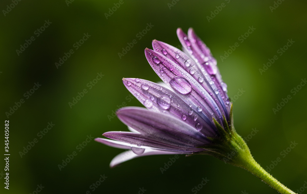 Drops of water on a purple chamomile after rain.  Close-up image of dew drops on flower