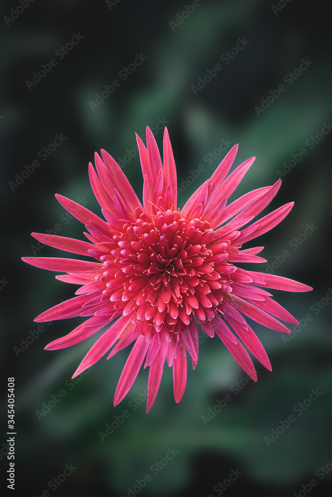 Obraz premium Gerbera flower