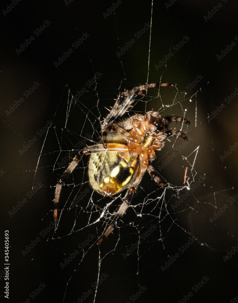 A furrow orbweaver spider against a dark blurred natural background A furrow orbweaver spider against a dark blurred natural background
