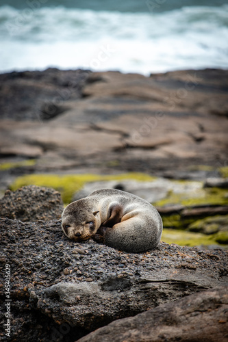 baby sea lion