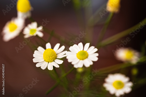 Close-up image of daisies. Yellow white daisies suitable for background.