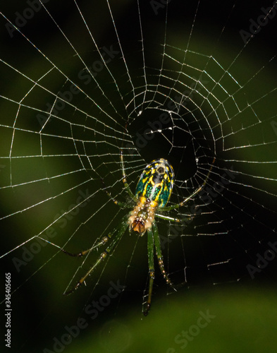 An Orchard Orbweaver spider on its web against a dark green background