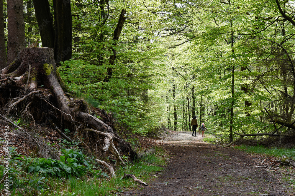 path in the forest