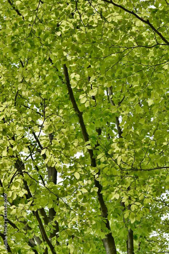 Fototapeta premium Springtime, new and fresh green leaves of beech trees