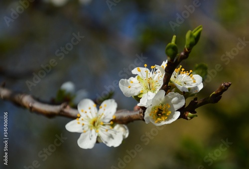 Blooming apple tree  spring