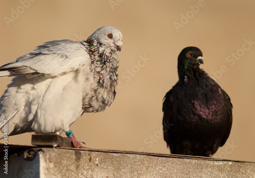 Domestic pigeons Columba livia domestica. Male to the left and female to the right. Las Palmas de Gran Canaria. Gran Canaria. Canary Islands. Spain.