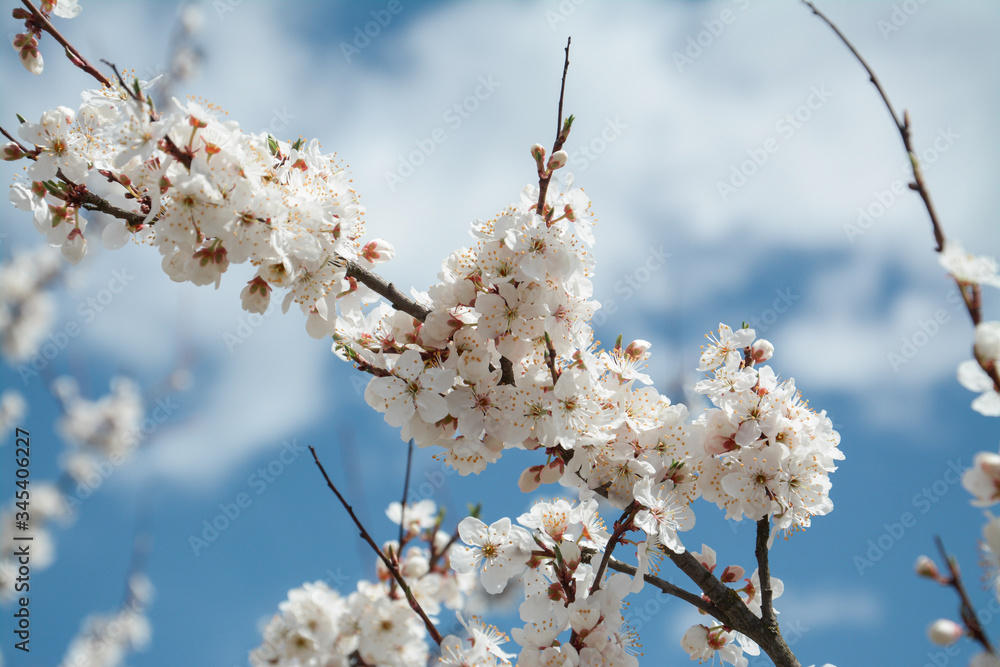 apple flowers branch background over blue sky apple flowers branch background over blue sky