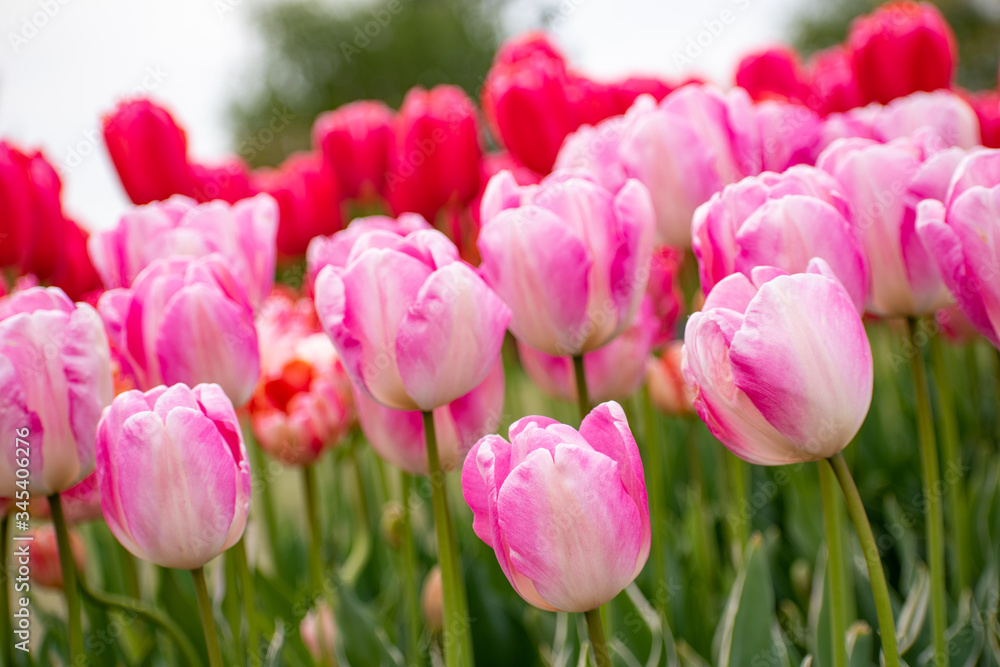 pastel pink and magenta tulips