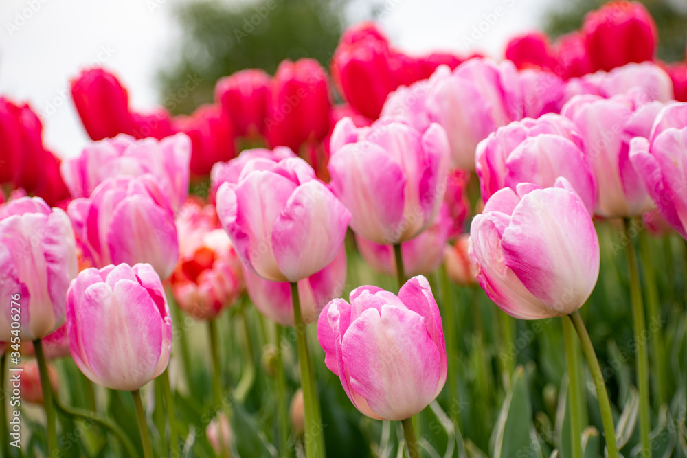 pastel pink and magenta tulips pastel pink and magenta tulips
