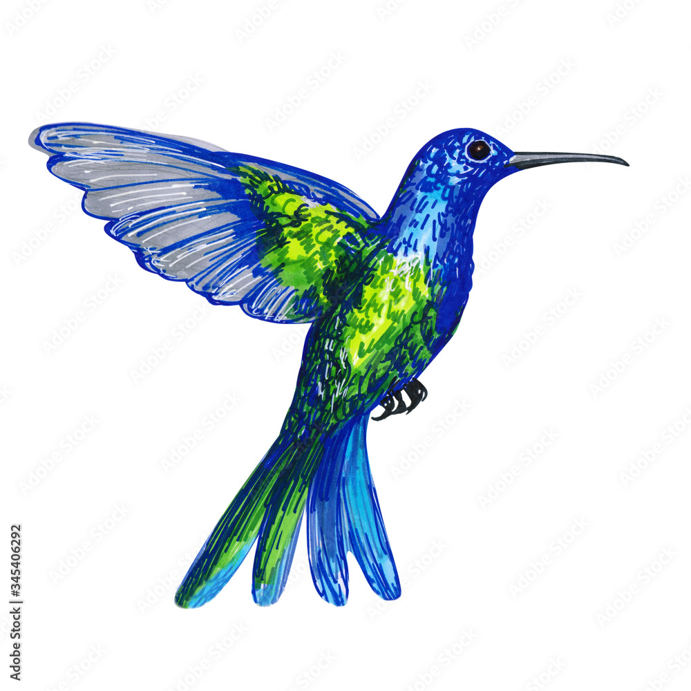Obraz premium Colibri bird on a white background. Hand-drawn illustration.