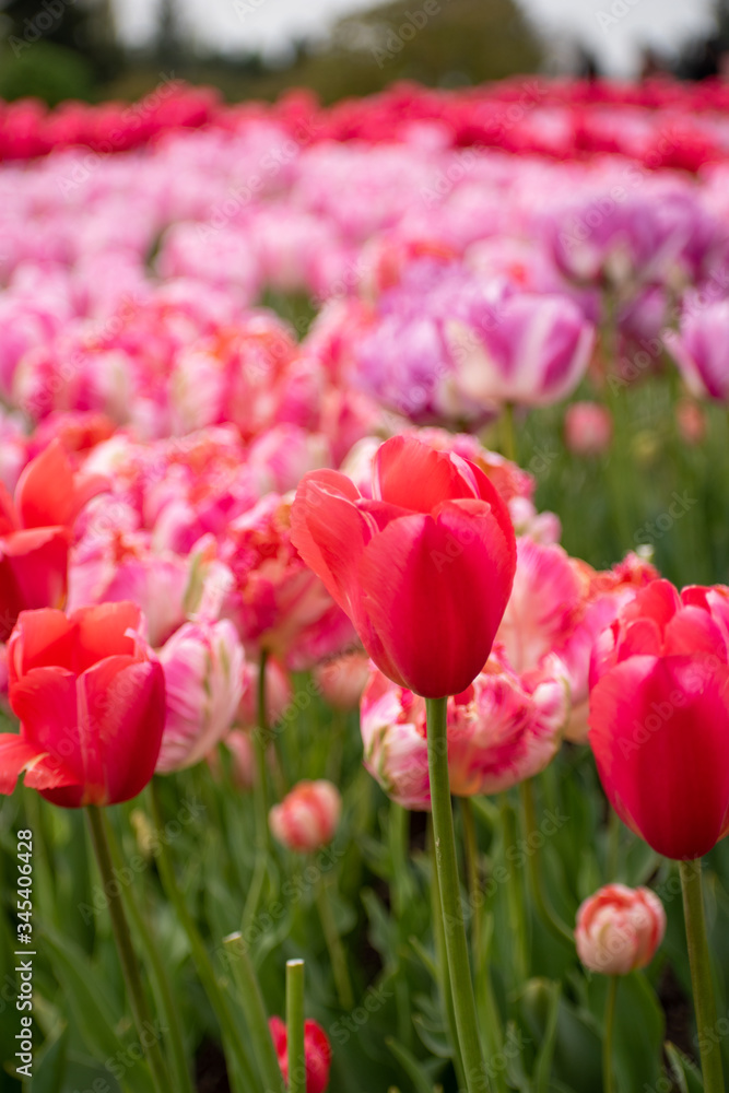 pastel pink and magenta tulips