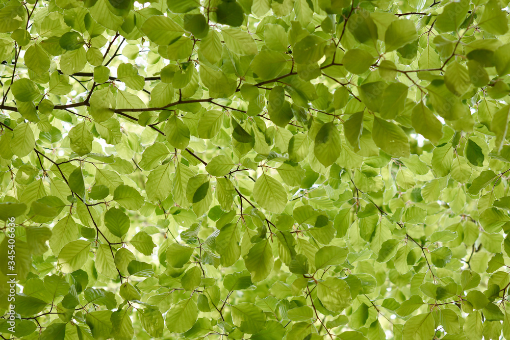 Springtime, new and fresh green leaves of beech trees Springtime, new and fresh green leaves of beech trees