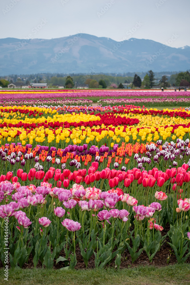 tulips in front of mountains