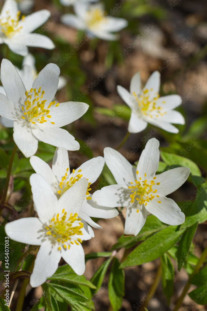 First spring white flowers anemones in the forest