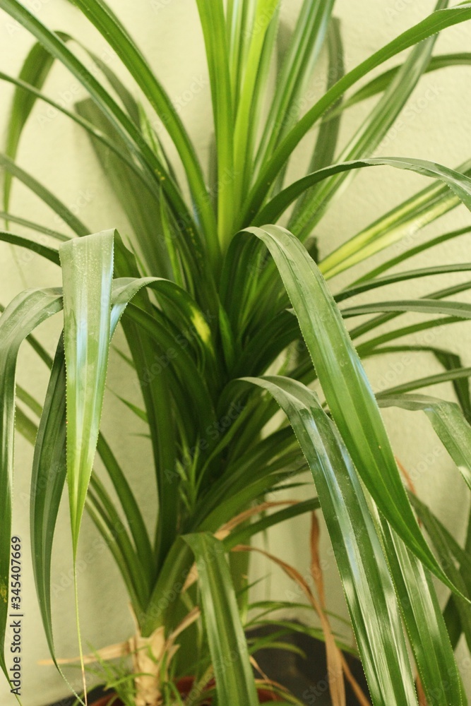 Obraz premium Green palm in a pot in the house 