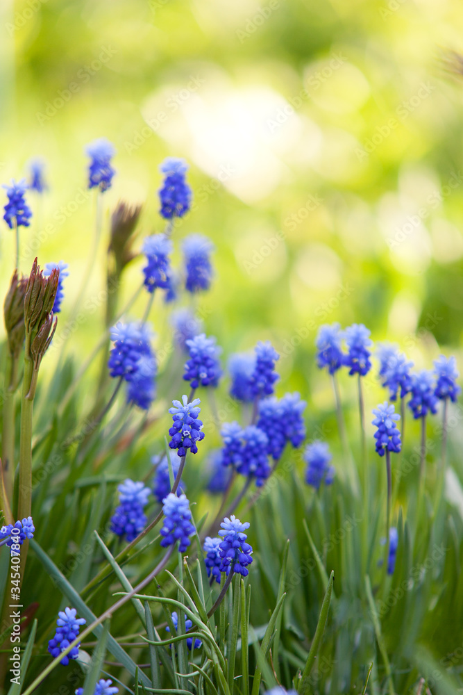 Naklejka premium Kwiaty Muscari wiosną